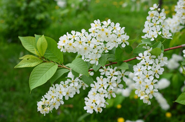 a close up of White Bird Cherry Blossoms Blooming in Spring