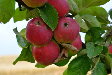 a close up of Ripe Red Apples Hanging on a Branch in a Sunny Orchard