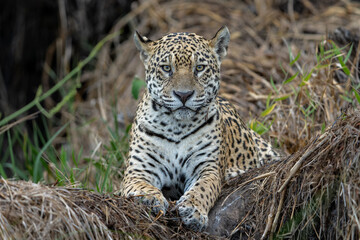 Jaguar (Panthera onca) looking for food in the wetlands of the Northern Pantanal in Mata Grosso in Brazil