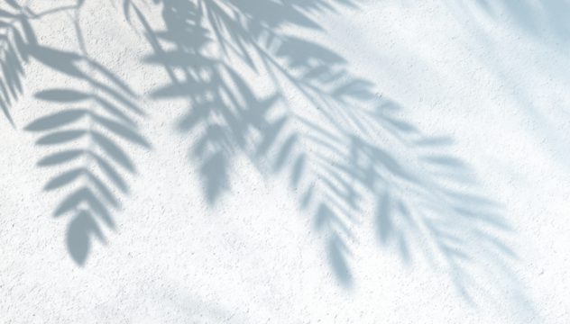 Abstract plant shadow on white wall. Natural leaves overlay graphic element. Atmospheric light effect design for background decor.