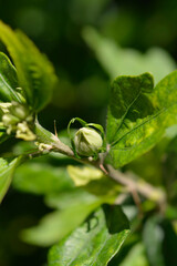 Rose Of Sharon leaves and flower bud - Latin name - Hibiscus syriacus