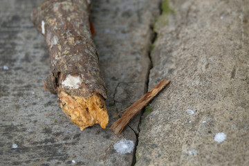 Close up of a broken dry tree branch lying on the floor. Ecological and environmental concept. For graphic design, 3D rendering and banners