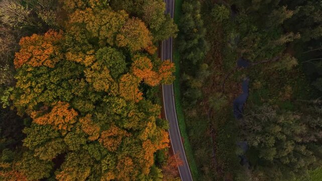 Rich shades of orange and gold fill the trees framing a curving road as sunlight filters through the leaves in a tranquil forest A peaceful creek flows nearby enhancing the calm atmosphere