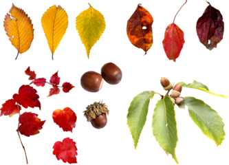 切り抜き透過素材セットー秋の紅葉3