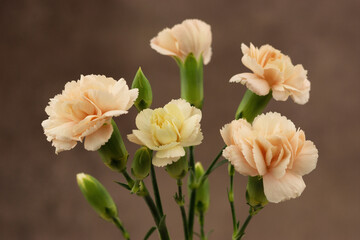 Delicate small bush carnation flowers on a textured brown background. Close-up of a bouquet of beige flowers.
