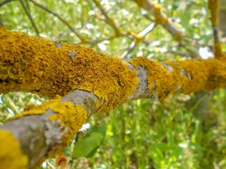 lichen and moss on the tree