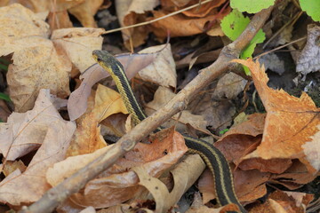 Eastern garter snake crawls along the forest floor on a warm fall day