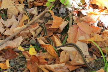 Eastern garter snake crawls along the forest floor on a warm fall day