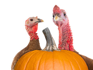 portraits male and female turkey isolated on a white background