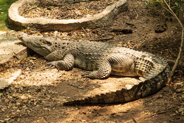 Obraz premium crocodile lies in the shade near the water as a background.