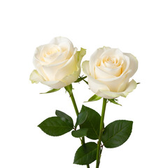 Two delicate white roses with green leaves isolated on transparent background