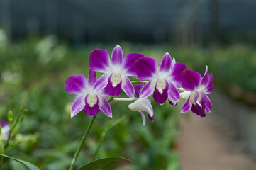 Close-up of purple and white Dendrobium orchids growing in greenhouse conditions, perfect for horticulture, eco branding, or spa design.