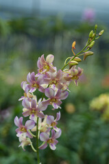Soft yellow and pink Dendrobium orchid blooming in a greenhouse, ideal for floral branding, botanical studies, or nature-themed projects.