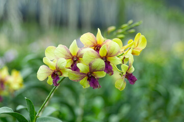 Close-up of tropical yellow Dendrobium orchid growing in nursery light, great for horticulture promotions, natural design, or plant care visuals.