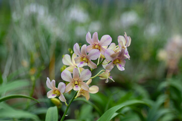 Delicate Dendrobium orchid cluster with pastel petals, perfect for garden catalogues, eco lifestyle visuals, or floral product packaging.
