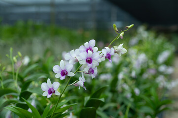 Elegant Dendrobium orchids in full bloom inside a tropical nursery, ideal for floral blogs, garden catalogs, or natural beauty projects.