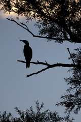 Silhouette of bird on a branch