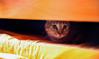 Animal portrait: a domestic cat with a beautiful tabby coat in an interior