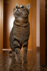 A curious tabby cat with green eyes stands on a marble floor in a house