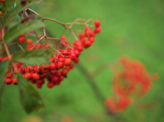 11月に色付いた赤いナナカマドの実