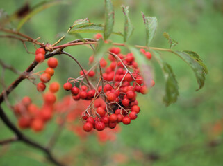 11月に色付いた赤いナナカマドの実