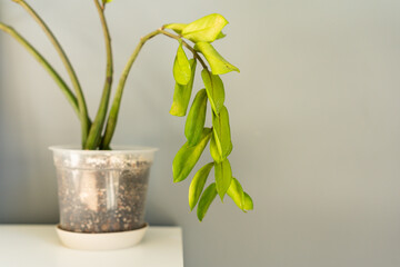 Zamioculcas green plant with hanging leaves on white table against gray background
