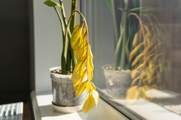 Potted zamioculcas plant with yellow leaves reflecting in window on bright table  © Alena