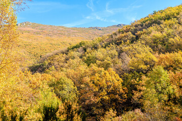 Stream Oak Forest Autumn Season, Hayedo de la Pedrosa Natural Protected Area, Riofrio de Riaza, Segovia, Spain