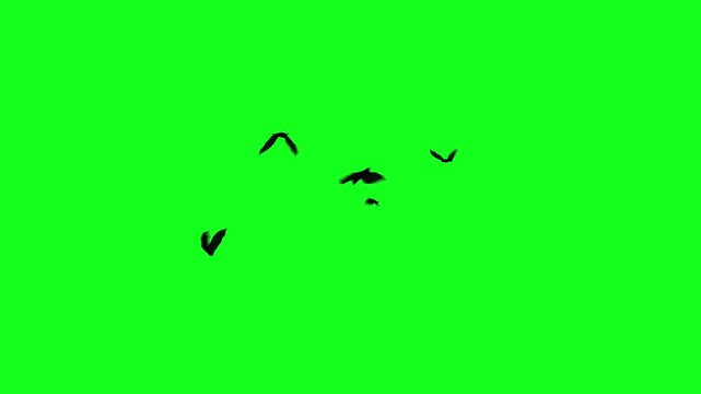 Flock of flying bats on a green screen. 3D animation of flying vampire bats circling chaotically. Seamless loop. Halloween elements