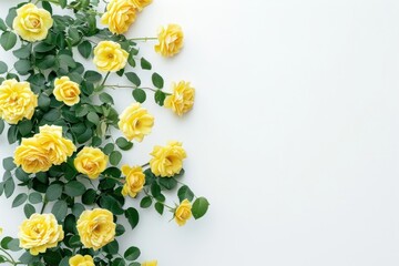 Yellow roses on white background