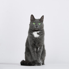 Cat sits symmetrically on a white surface, green eyes forward. Its fur is smooth and slightly striped.