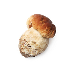 One fresh porcini mushroom isolated on white, top view