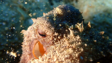 Common octopus (Octopus vulgaris) close-up undersea, Aegean Sea, Greece, Halkidiki, Pirgos beach