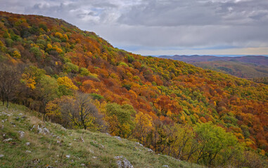 Colorful autumn forest on the steep southern slope of Sima-kő in the Bükk Mountains, Hungary. The hillside glows with golden and red foliage under a moody cloudy sky.
