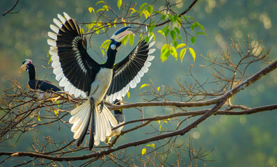 Malabar pied hornbill or Lesser pied hornbill, Kerala, India © prasanth
