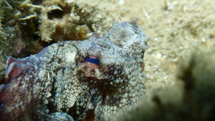 Common octopus (Octopus vulgaris) close-up undersea, Aegean Sea, Greece, Halkidiki, Pirgos beach