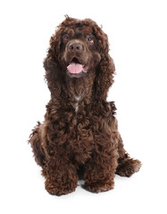 Cute Cocker Spaniel dog on white background