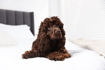 Cute Cocker Spaniel dog on bed at home