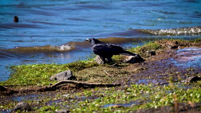 [8K to 4K] 河口湖の湖畔を散歩するカラス ― 秋晴れの青空とかわいい仕草