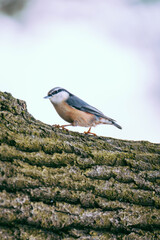 A nuthatch bird on a tree trunk	
