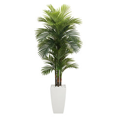 Tall green palm tree in a white pot isolated on transparent background