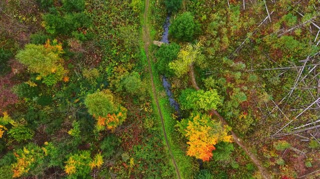 Vibrant leaves in shades of red orange and yellow blanket the landscape while a gentle stream flows beside a winding trail in a peaceful forest during fall