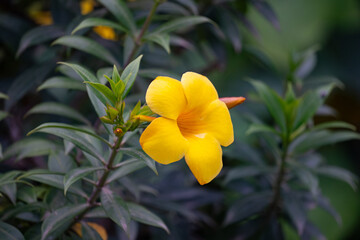 A yellow star-shaped flower blooming with green vegetation background