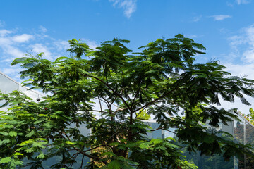 Rare tree, Delonix regia (Flamboyant or Royal Poinciana tree) grows in Krasnodar's city park (or 