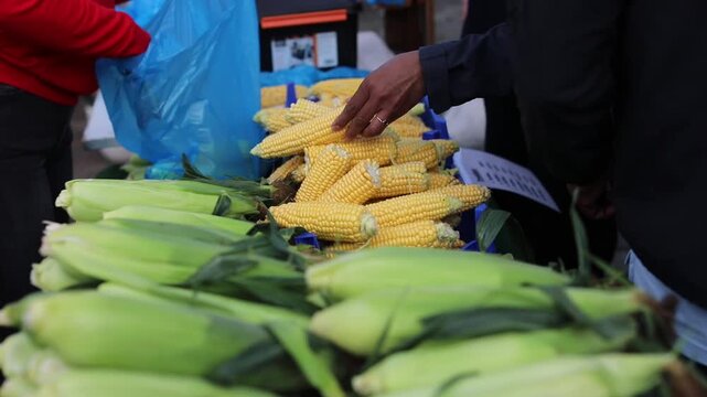 Woman buying fresh corn at a market, with the vendor handing over the goods in a bag and receiving cash payment.