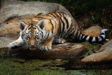 Siberian tiger (Panthera tigris altaica) detail portrait