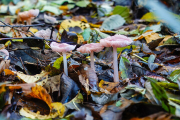 Three rosy bonnet mushrooms on the forest floor in Gobions Nature reserve, England 