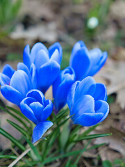 Vibrant Blue Crocus Flowers in Bloom