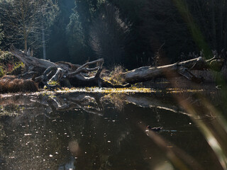 Serene Pond with Fallen Trees and Duck