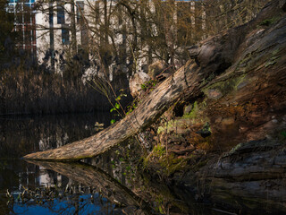 Fallen Tree Trunk in Urban Pond